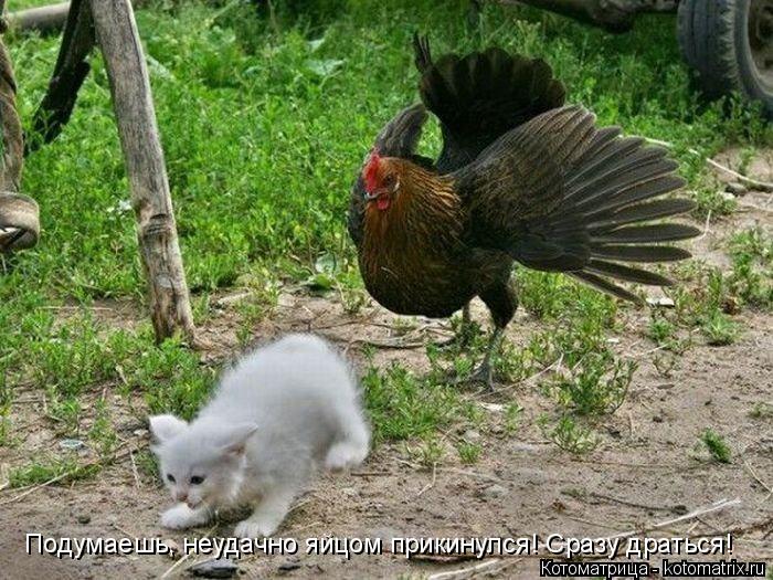 Котоматрица: Подумаешь, неудачно яйцом прикинулся! Сразу драться!