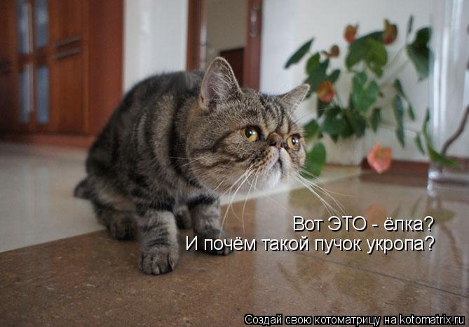 Котоматрица: Вот ЭТО - ёлка? И почём такой пучок укропа?