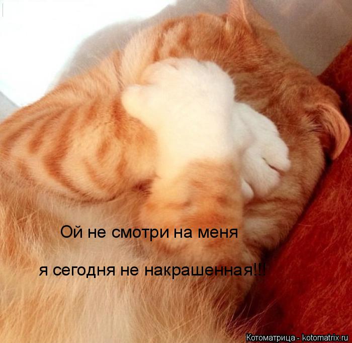 Котоматрица: Ой не смотри на меня я сегодня не накрашенная!!! я сегодня не накрашенная!!!