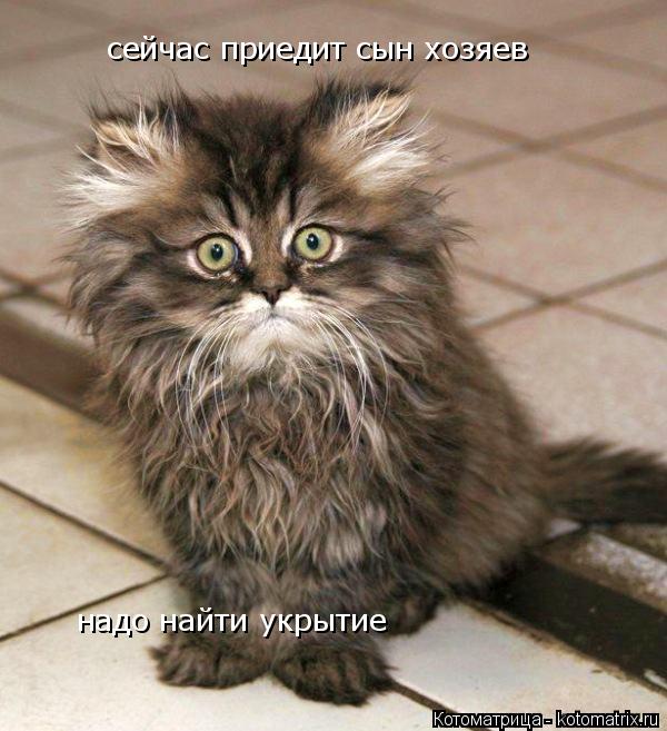 Котоматрица: сейчас приедит сын хозяев надо найти укрытие