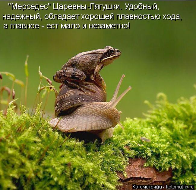 "Мерседес" Царевны-Лягушки. Удобный, надежный, обладает хорошей плавностью хода, а главное - ест ма... Котоматрица: "Мерседес" Царевны-Лягушки. Удобный, надежный, обладает хорошей плавностью хода, а главное - ест мало и незаметно!