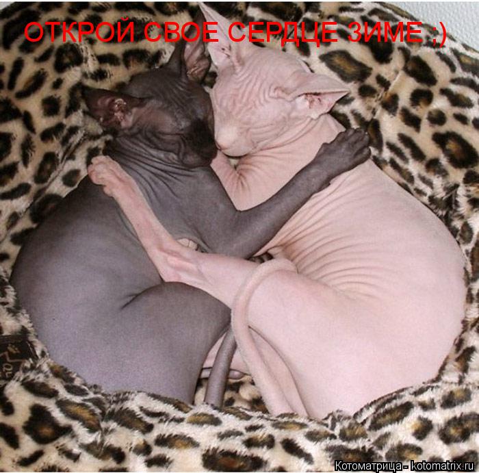 Котоматрица: ОТКРОЙ СВОЕ СЕРДЦЕ ЗИМЕ ;)