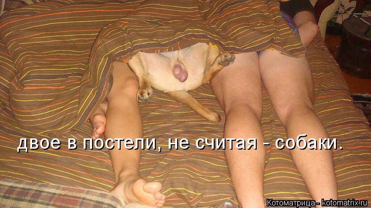 Котоматрица: двое в постели, не считая - собаки.