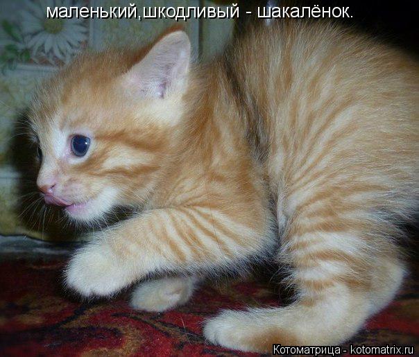 Котоматрица: маленький,шкодливый - шакалёнок.