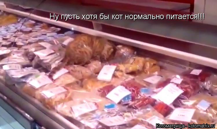 Котоматрица: Ну пусть хотя бы кот нормально питается!!!