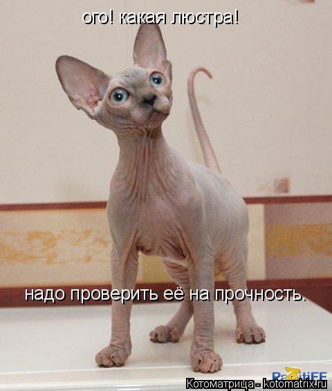 Котоматрица: ого! какая люстра! надо проверить её на прочность.