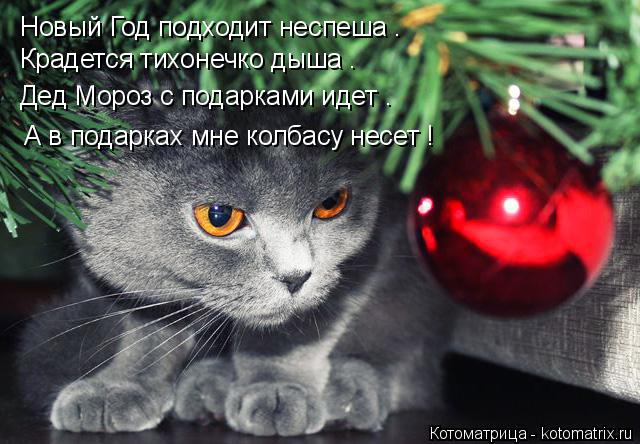 Котоматрица: Новый Год подходит неспеша . Крадется тихонечко дыша . Дед Мороз с подарками идет . А в подарках мне колбасу несет !