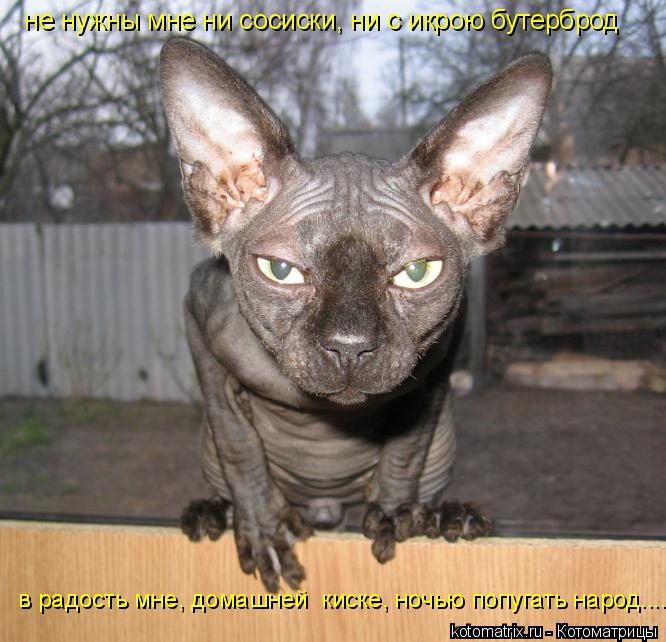 Котоматрица: не нужны мне ни сосиски, ни с икрою бутерброд  в радость мне, домашней  киске, ночью попугать народ....