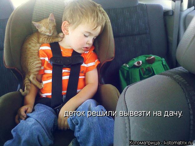 Котоматрица: деток решили вывезти на дачу.