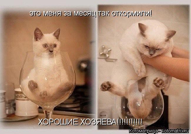 Котоматрица: это меня за месяц так откормили!  это меня за месяц так откормили!  ХОРОШИЕ ХОЗЯЕВА!!!!!!!!!!! ХОРОШИЕ ХОЗЯЕВА!!!!!!!!!!!