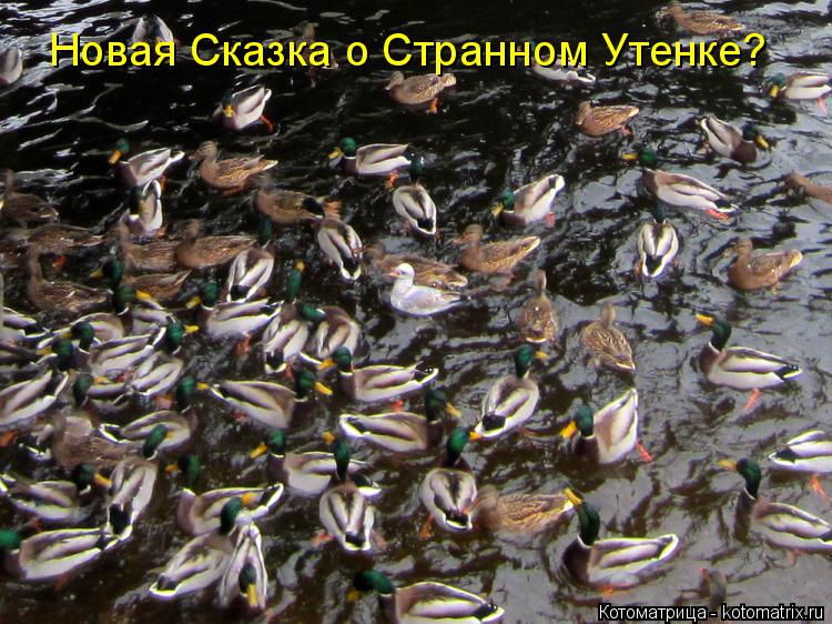 Котоматрица: Новая Сказка о Странном Утенке?