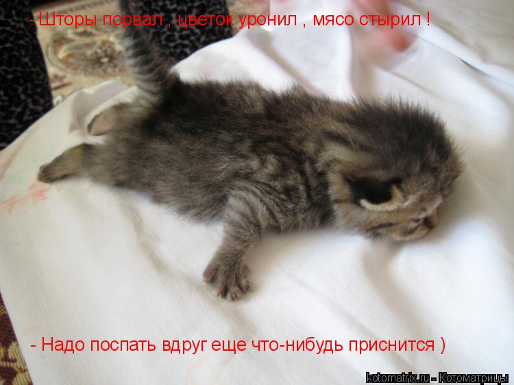 Котоматрица: - Шторы порвал , цветок уронил , мясо стырил ! - Надо поспать вдруг еще что-нибудь приснится )