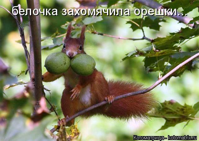 Котоматрица: белочка захомячила орешки...