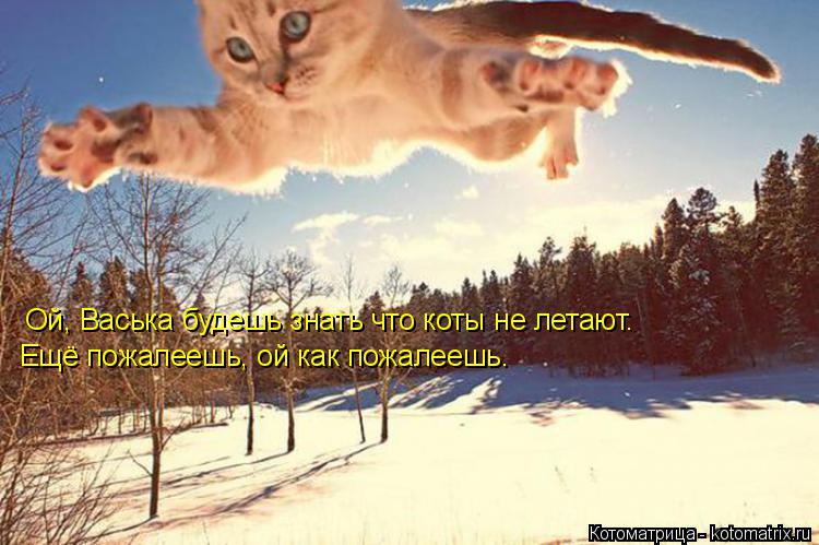Котоматрица: Ой, Васька будешь знать что коты не летают. Ещё пожалеешь, ой как пожалеешь.