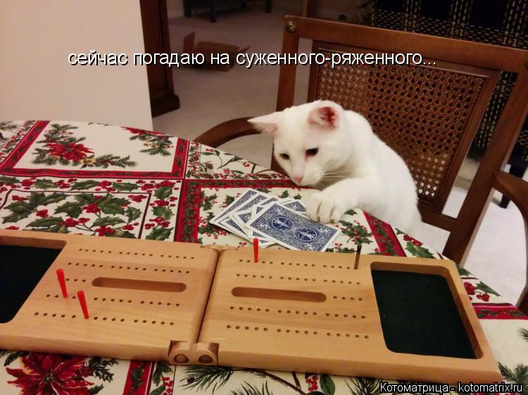 Котоматрица: сейчас погадаю на суженного-ряженного...
