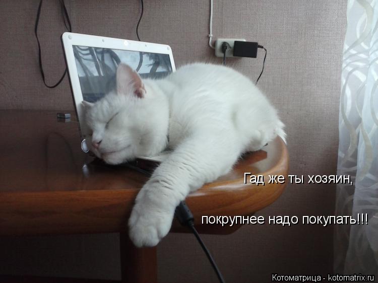 Котоматрица: Гад же ты хозяин, покрупнее надо покупать!!!