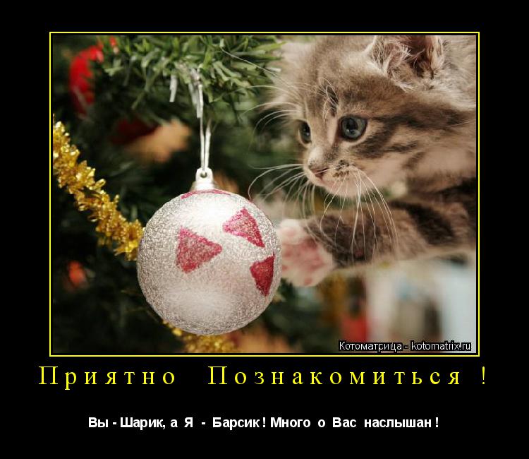 Котоматрица: Приятно  Познакомиться ! Вы - Шарик, а  Я  -  Барсик ! Много  о  Вас  наслышан !