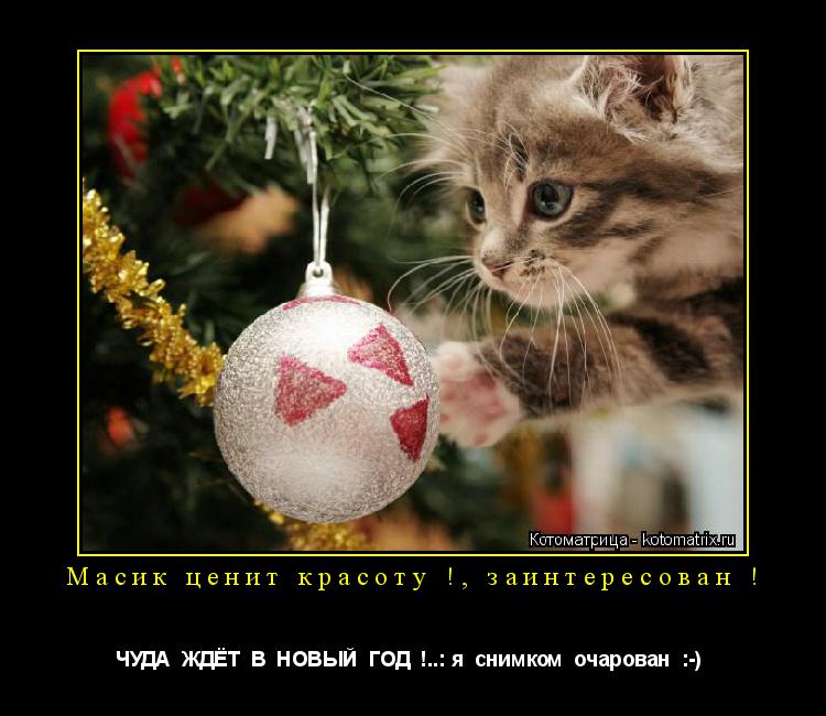 Масик ценит красоту !, заинтересован ! ЧУДА ЖДЁТ В НОВЫЙ ГОД !..: я снимком очарован :-) ... Котоматрица: Масик ценит красоту !, заинтересован ! ЧУДА ЖДЁТ В НОВЫЙ ГОД !..: я снимком очарован :-)