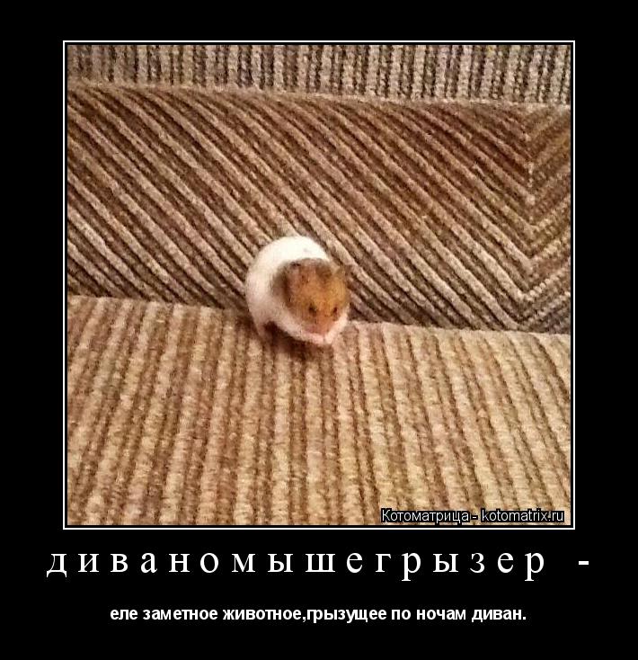 диваномышегрызер - еле заметное животное,грызущее по ночам диван.... Котоматрица: диваномышегрызер - еле заметное животное,грызущее по ночам диван.