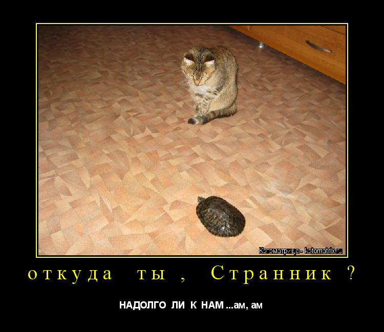Котоматрица: откуда  ты ,  Странник ? НАДОЛГО  ЛИ  К  НАМ ...ам, ам