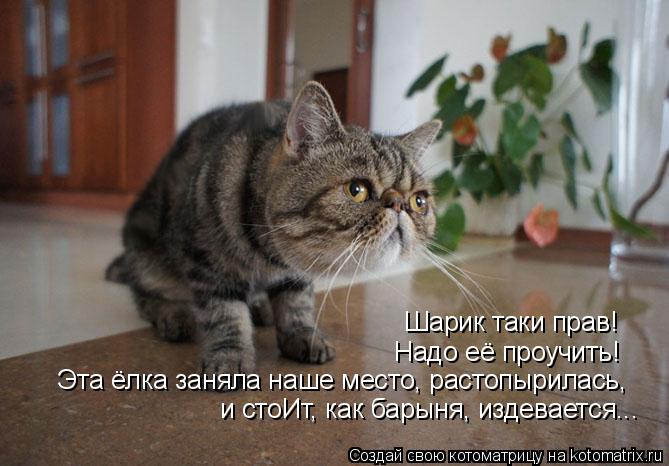 Котоматрица: Шарик таки прав! Надо её проучить! Эта ёлка заняла наше место, растопырилась,  и стоИт, как барыня, издевается...