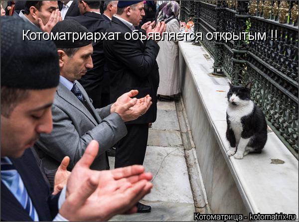 Котоматрица: Котоматриархат объявляется открытым !!