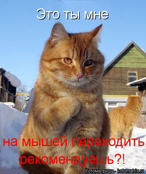 Это ты мне на мышей переходить рекомендуешь?!... Котоматрица: Это ты мне на мышей переходить рекомендуешь?!
