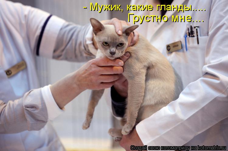Котоматрица: - Мужик, какие гланды..... Грустно мне....