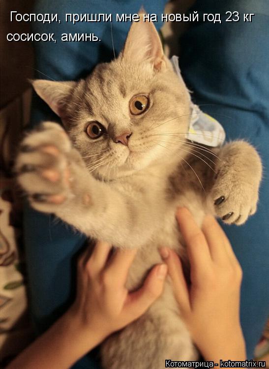 Господи, пришли мне на новый год 23 кг сосисок, аминь.... Котоматрица: Господи, пришли мне на новый год 23 кг сосисок, аминь.