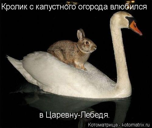 Кролик с капустного огорода влюбился в Царевну-Лебедя.... Котоматрица: Кролик с капустного огорода влюбился в Царевну-Лебедя.