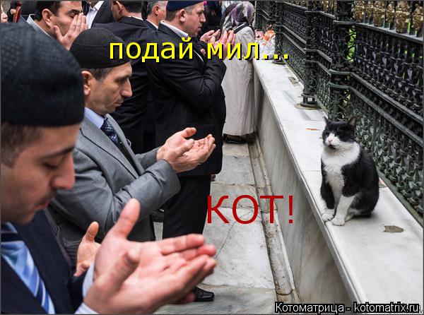 подай мил... КОТ!... Котоматрица: подай мил... КОТ!
