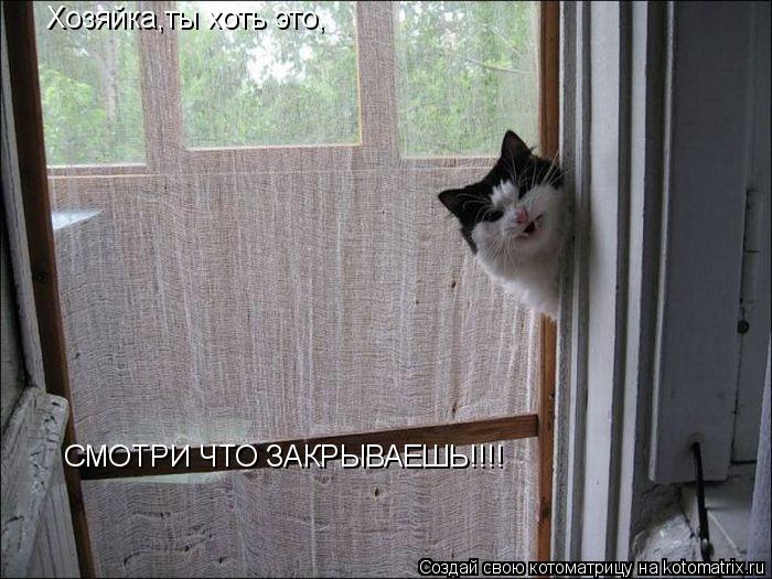 Котоматрица: Хозяйка,ты хоть это, СМОТРИ ЧТО ЗАКРЫВАЕШЬ!!!!