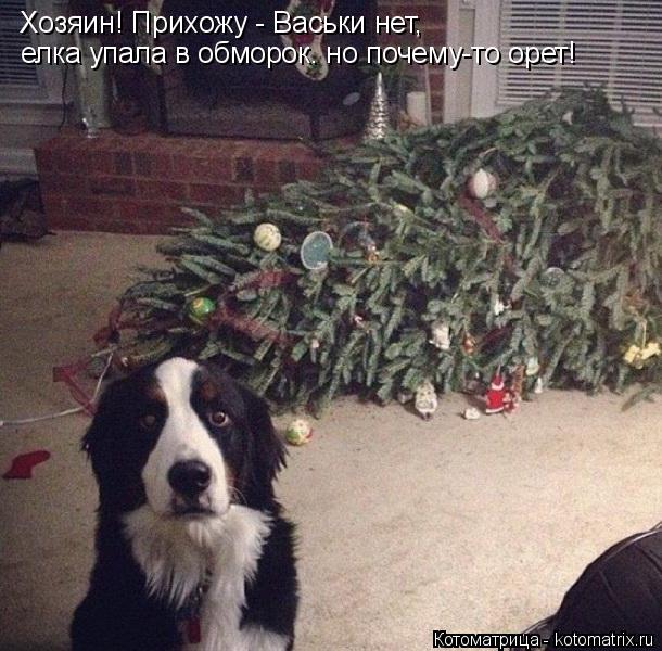 Котоматрица: Хозяин! Прихожу - Васьки нет, елка упала в обморок. но почему-то орет!