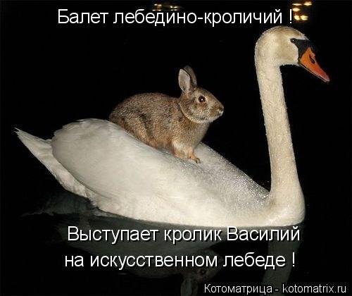 Котоматрица: Балет лебедино-кроличий ! Выступает кролик Василий на искусственном лебеде !