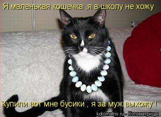 Котоматрица: Я маленькая кошечка ,я в школу не хожу  Купили вот мне бусики , я за муж выхожу !