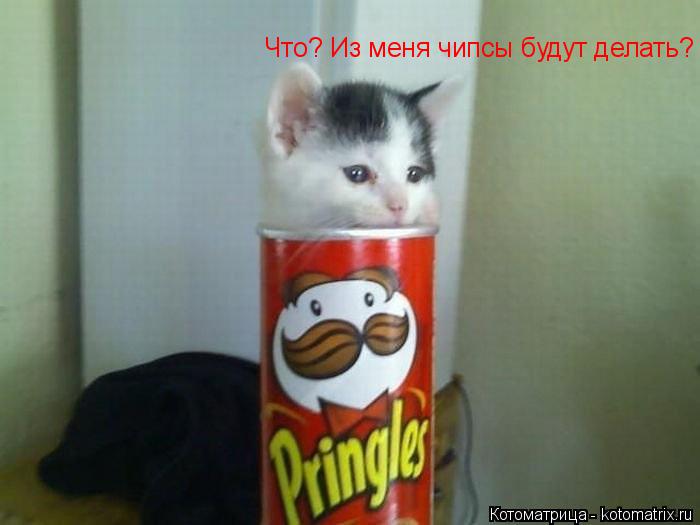 Котоматрица: Что? Из меня чипсы будут делать?