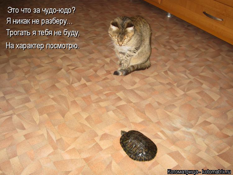 Это что за чудо-юдо? Я никак не разберу... Трогать я тебя не буду, На характер посмотрю.... Котоматрица: Это что за чудо-юдо? Я никак не разберу... Трогать я тебя не буду, На характер посмотрю.