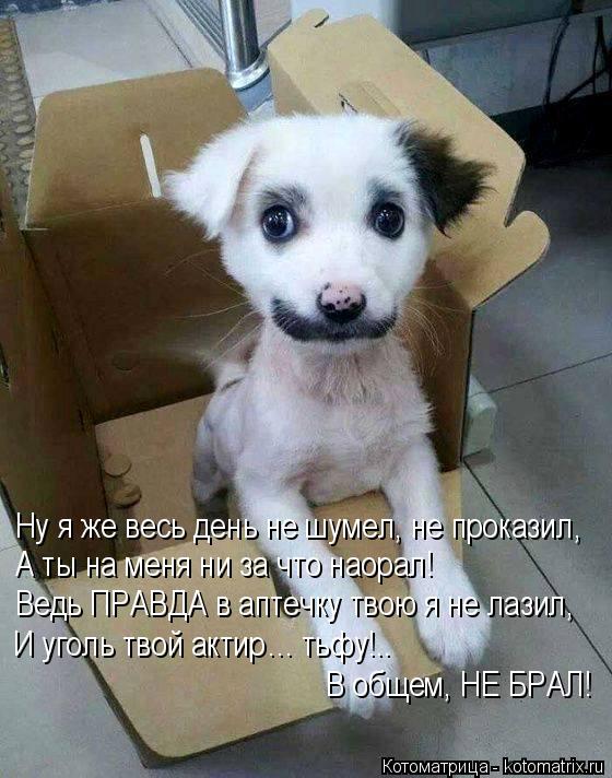 Ну я же весь день не шумел, не проказил, А ты на меня ни за что наорал! Ведь ПРАВДА в аптечку твою я ... Котоматрица: Ну я же весь день не шумел, не проказил, А ты на меня ни за что наорал! Ведь ПРАВДА в аптечку твою я не лазил, И уголь твой актир… тьфу!.. В общем