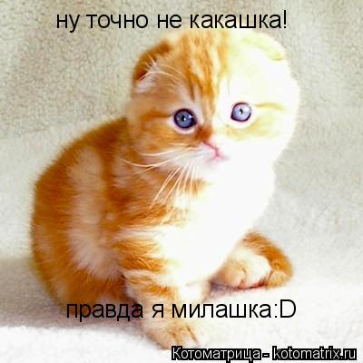 Котоматрица: правда я милашка:D ну точно не какашка!
