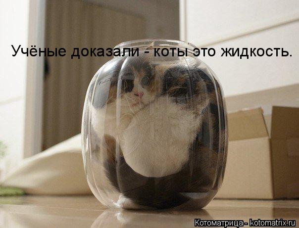 Котоматрица: Учёные доказали - коты это жидкость.
