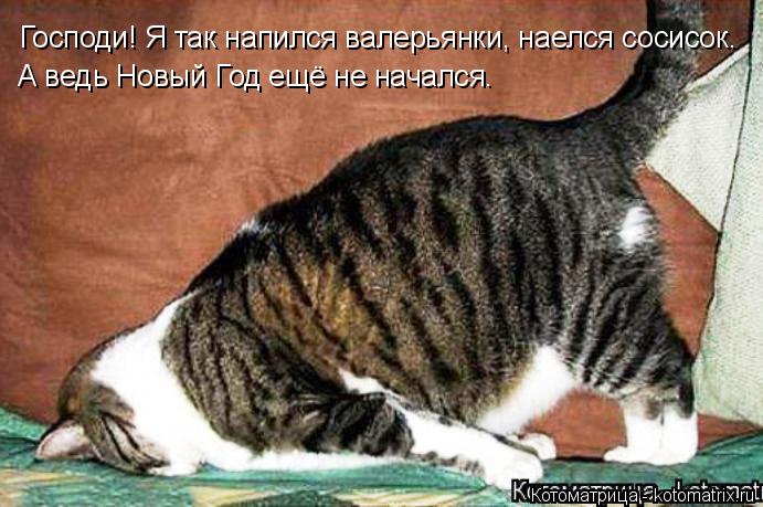 Господи! Я так напился валерьянки, наелся сосисок. А ведь Новый Год ещё не начался.... Котоматрица: Господи! Я так напился валерьянки, наелся сосисок. А ведь Новый Год ещё не начался.