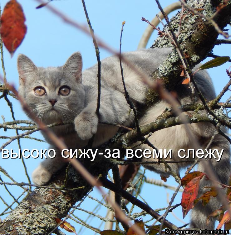 Котоматрица: высоко сижу-за всеми слежу