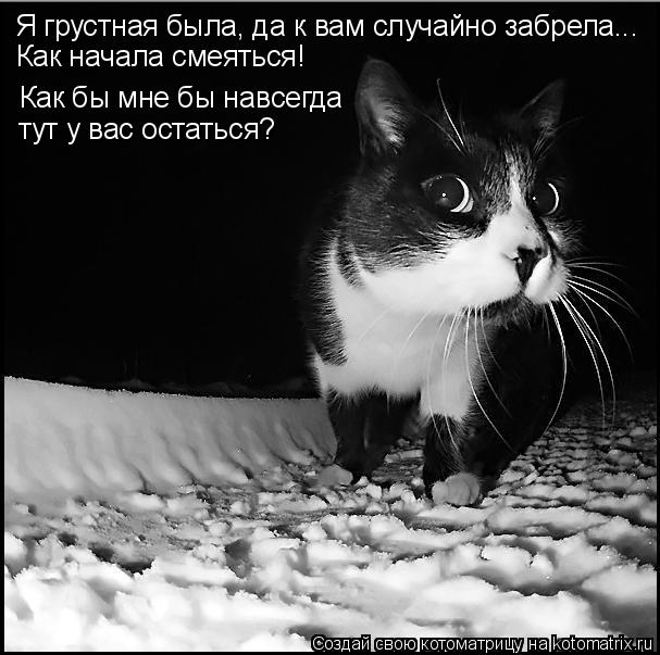 Как бы мне бы навсегда тут у вас остаться? Я грустная была, да к вам случайно забрела... Как начала с... Котоматрица: Как бы мне бы навсегда тут у вас остаться? Я грустная была, да к вам случайно забрела... Как начала смеяться!
