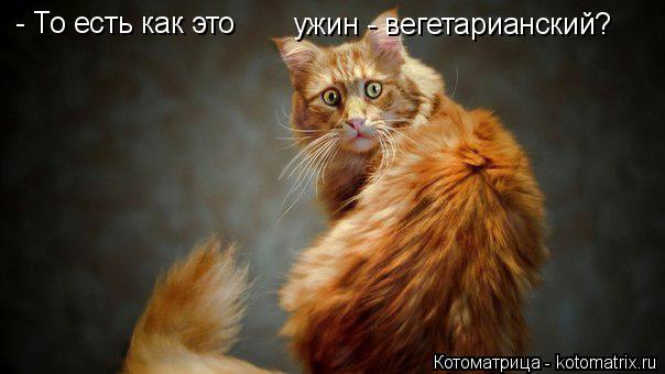 - То есть как это ужин - вегетарианский?... Котоматрица: - То есть как это ужин - вегетарианский?