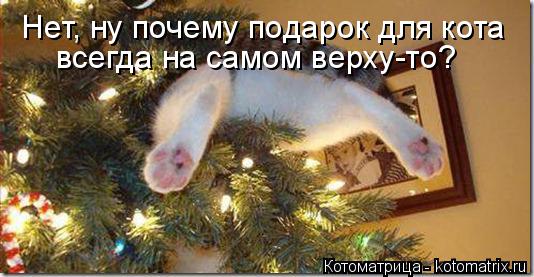Котоматрица: Нет, ну почему подарок для кота всегда на самом верху-то?