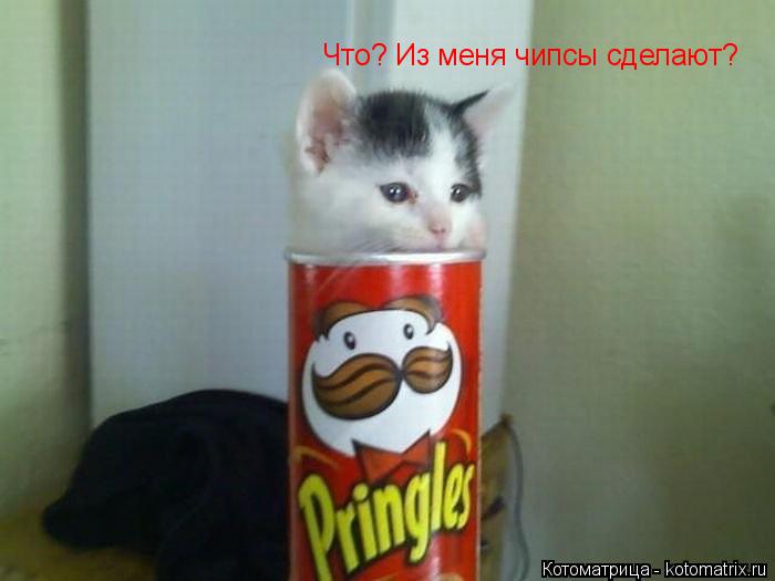 Котоматрица: Что? Из меня чипсы сделают?
