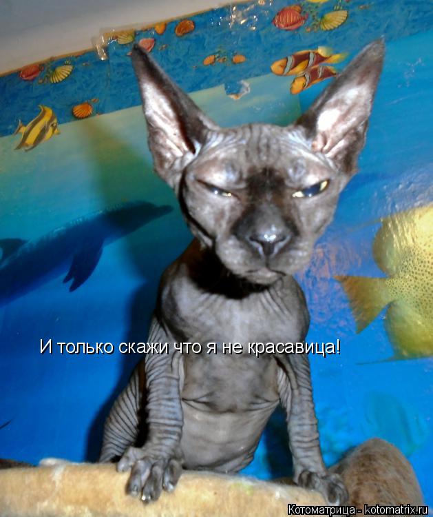 Котоматрица: И только скажи что я не красавица!
