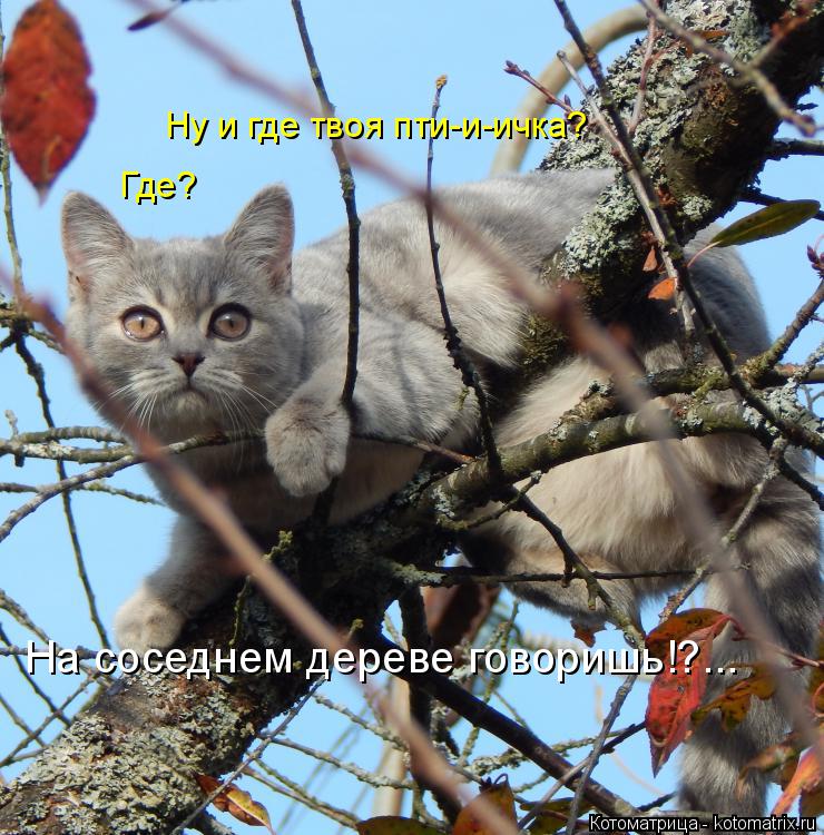 Ну и где твоя пти-и-ичка? Где? На соседнем дереве говоришь!?...... Котоматрица: Ну и где твоя пти-и-ичка? Где? На соседнем дереве говоришь!?...