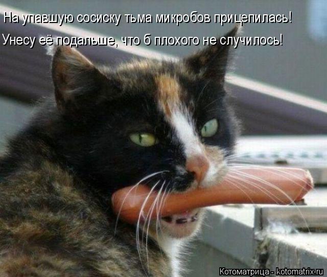 Котоматрица: На упавшую сосиску тьма микробов прицепилась! Унесу её подальше, что б плохого не случилось!