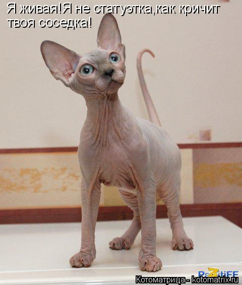 Котоматрица: Я живая!Я не статуэтка,как кричит твоя соседка!